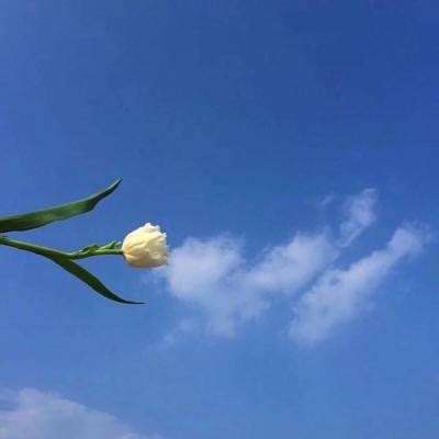 大理寺日志游戏